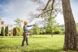 Best Palm Tree Trimming  in St James, NY